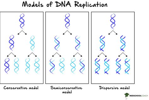 why dna is semiconservative